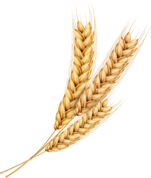 wheat